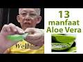 Download Lagu 13 Manfaat ALOE VERA \u0026 satu RACUN yang wajib anda tahu! | Dr. Noordin Darus