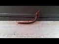 Lagu Poisonous Centipedes (Mukade)