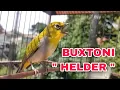 Download Lagu PLECI BUXTONI \