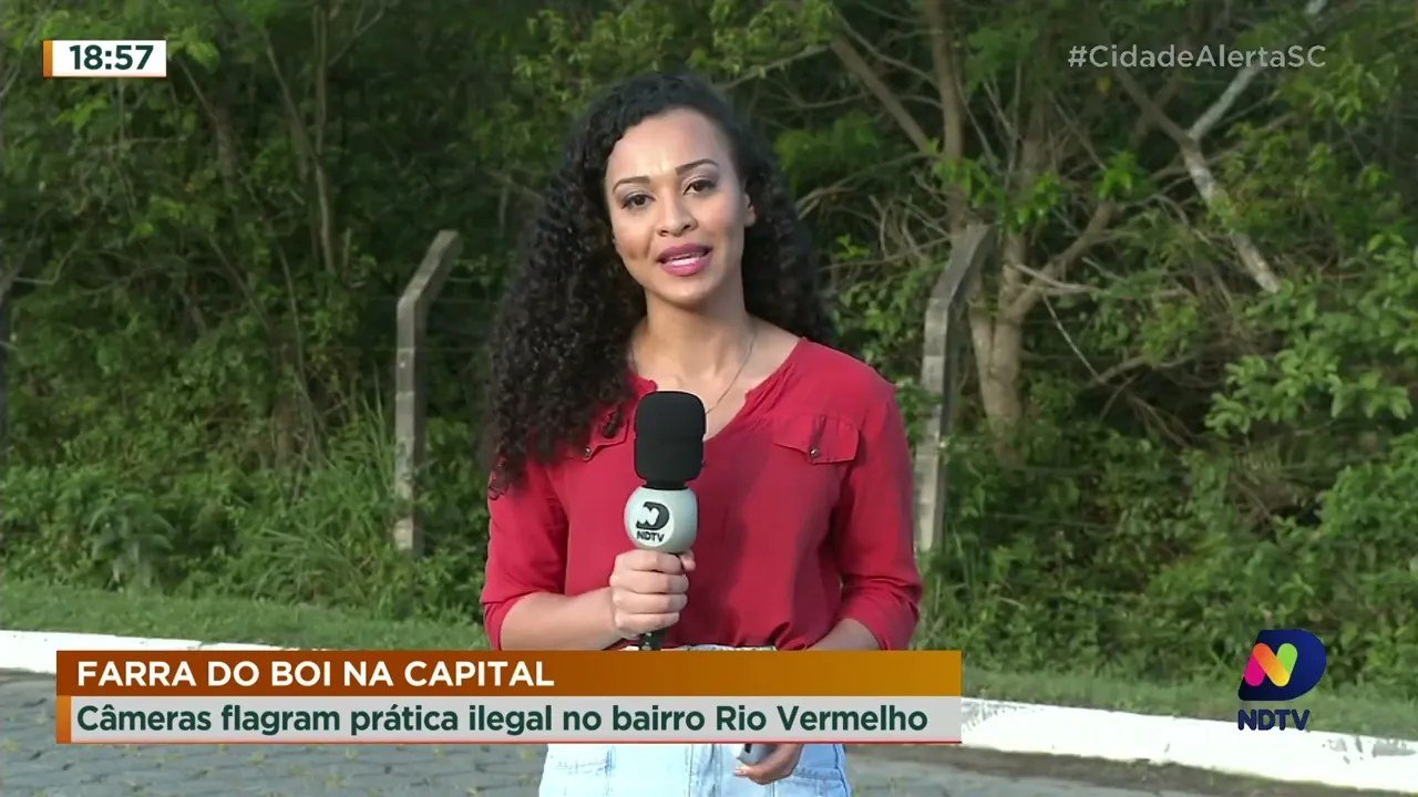 Farra do boi: câmeras flagram prática ilegal no bairro Rio Vermelho, em Florianópolis