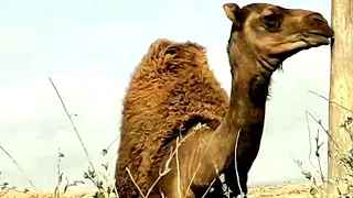 أغنية حسانية قديمة بعنوان يلاهي تزوفف في قمة الروعة 