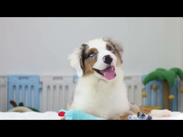 動画