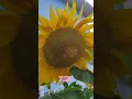 Download Lagu huge sunflower in our garden 🏡 🌞#sunflower #sunflowers