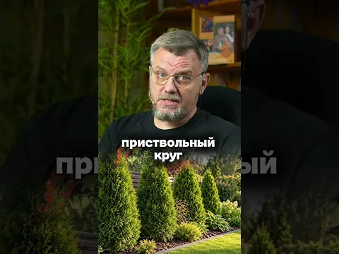 Обязательная подкормка для хвойных осенью #дачныйагроном #рекомендуем