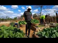 Cooking and sundrying veges for future use Building raised beds for the first time