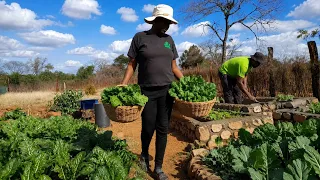 Cooking and sundrying veges for future use Building raised beds for the first time