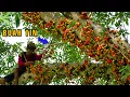 Download Lagu Tidak Sengaja Menemukan Buah Liar Ini Dipinggir Sungai || Auto Panen