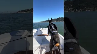#fyp #dream #doberman #pets #youtube