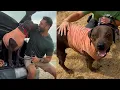 Download Lagu Sanders only had minutes to live right before we rescued him. He's here and he's perfect | Lee Asher