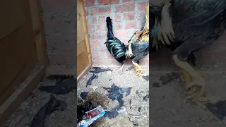 لو عندي فرخه هندي بتبيض بيضه يوم ويوم لا ازي اخليها تبيض كل يوم بيضه وازود ف ف انتاج البيض 