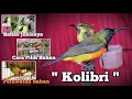 Lagu Kolibri. Bahas jenisnya, cara pilih bahan, perawatan bahan.