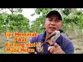 Lagu Simak Tips Mencetak Pikat Kutilang dari Muda Hutan, Kutilang muda hutan jadi Pikat Jos