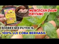 Lagu 100% berhasil‼️Bodrek mix puyer 16 pencegah daun kritang