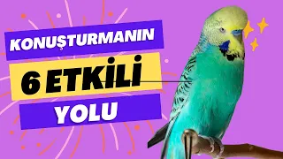 Muhabbet Kuşunu Konuşturmanın 6 Etkili Yolu 🗣️🐦