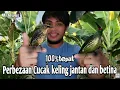 Download Lagu cara membezakan Cucak keling muda jantan dan betina 100% tepat dan akurat