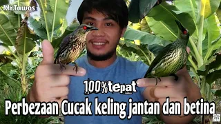 Download cara membezakan Cucak keling muda jantan dan betina 100% tepat dan akurat MP3