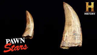DINO-MITE DEAL for T Rex Teeth Season 21 Pawn Stars
