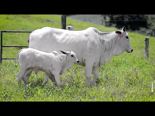 Novilha Nelore FBRA - 182