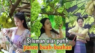 Download Gadis China memetik dan panen buah buahan segar | Tiktok [ Oddly satisfying fruit farm fresh ] MP3