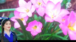 Tham txog di lauj thiab paj ntsai mua cov plaub mu tsi tau 8 ກໍລະກົດ 2026