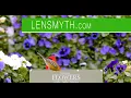 🐾12 Hours of Chirping Birds 🐦 Spring Flowers 🌼 Uninterrupted Cat TV 😻 Bird Noise Background