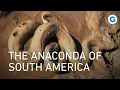 Download Lagu The Anaconda Trail: Survival in Guyana’s Wild Savannah | Full Documentary