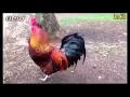 Download Lagu ayam berkokok lagu lucu hahahaha