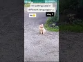 Download Lagu STARDENBURDENHARDENBART day 1 Cat Calling in different languages (German always works)