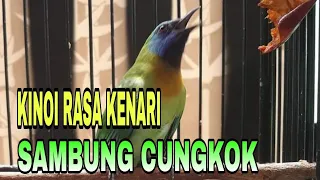 suara burung kinoi rasa kenari sambung crecetan cungkok