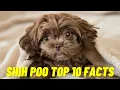 Shih Poo - Top 10 Facts about the Shih Poo Dog