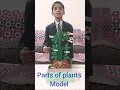 parts of a plant model of a plant