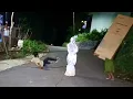 Lagu Kompilasi Jebakan Pocong Paling Lucu Di Indonesia 🤣🤣 || New Ghost Prank Baong Mistis