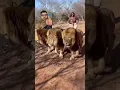 Download Lagu #loins #lover #shortvideo #subscribe #shortsfeed #wildlife #wildanimals #lionspride #safari #africa