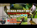 Download Lagu Suara pikat MP3 kutilang dan kutilang emas ribut terjepit😱😱
