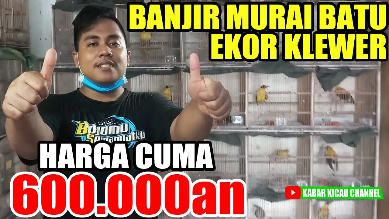 
          
          
          
            
            BANJIR MURAI !! UPDATE HARGA Murai Batu, Kacer Lolohan, Kacer Dahit, SRDC Bali, dll di Kios Karim
          
        . 