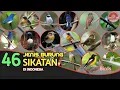 Download Lagu BURUNG SIKATAN // 46 JENIS ADA DI INDONESIA.