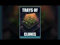 Blue Dream: Mostly One Plant, Not Only One Plant | Full Season