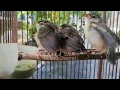 Download Lagu Anakan burung Prenjak sawah klik klik (CIWAH)