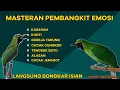 Download Lagu Masteran Cucak Ijo TEMBAKAN KESUKAAN JURI. KESURUPAN KUNTI, NEMBAK PANJANG. Pancingan cucak ijo.