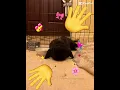 Download Lagu Hi Basil!! 🌸 #rabbit #bunny