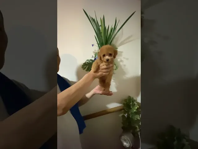 動画