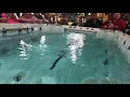 Catalina Swim Spa Speed Control