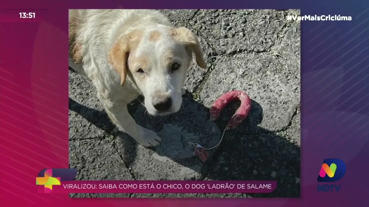 Viralizou: conheça Chico, o cãozinho que "furtou" salame em uma padaria de Criciúma