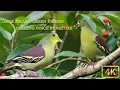 Download Lagu SUARA PIKAT BURUNG PUNAI LENGGUAK PUNAI DAUN | sound calling thick-billed green pigeon