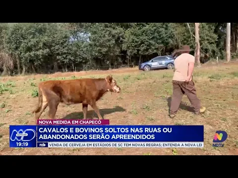 Prefeitura de Chapecó adota medidas severas contra animais de grande porte abandonados