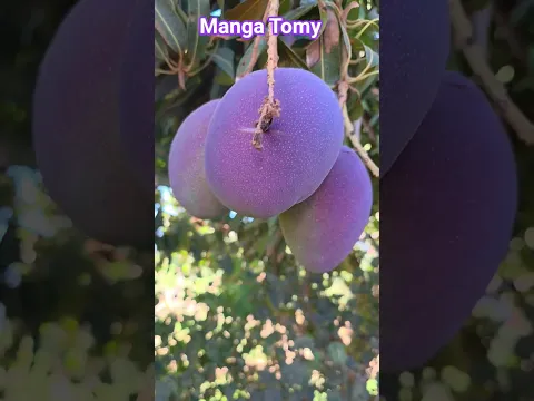 Manga tomy no ponto da colheita