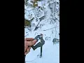 T-Post Mount - Bonus Feature