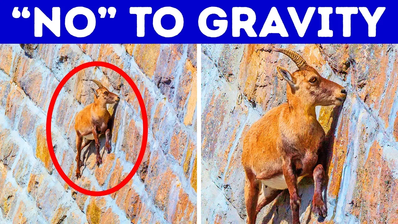 Outline Video 17 Animals That Can Do Impossible Things