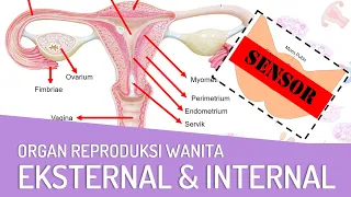 Download Organ Reproduksi Wanita [Eksternal \u0026 Internal] dan Fungsinya MP3