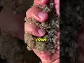 Download Lagu Unique Sand Crab Farming 🦀